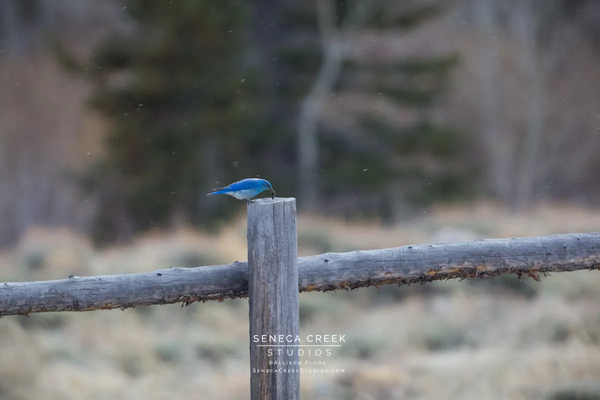 "Mountain Bluebird on a Fence Post in a Spring Snow" Fine Art Photography Print